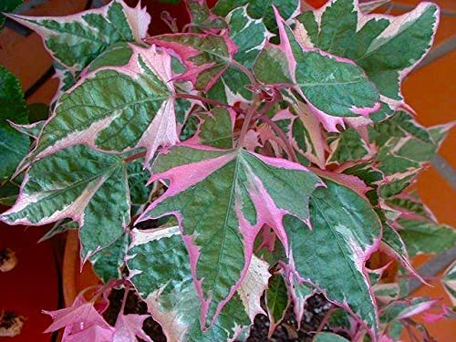 GOLDEN BLOOM 1 Live Variegated Purple Sweet Potato Vine Live Plant (B0C18Q9HKZ) Amazon Price History, Amazon Price Tracker