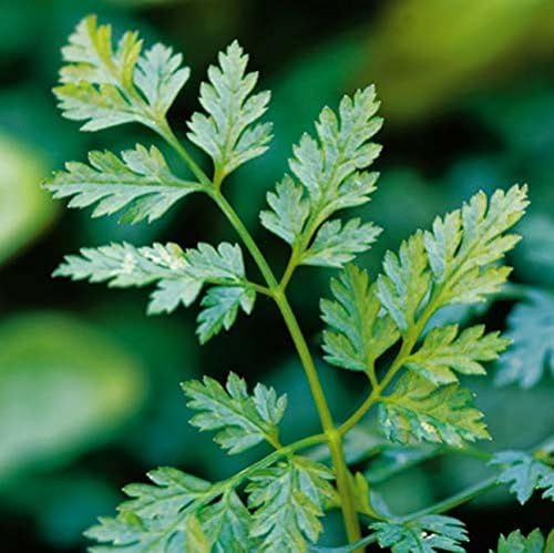 Chervil Great Garden Herb by Seed Kingdom (2,000 Seeds)
