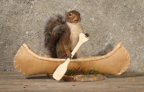 Canoeing Rowing Squirrel Taxidermy Statue on Base