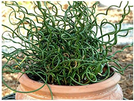 RP Seeds Juncus effusus spiralis (Corkscrew Rush) - 30 Seeds