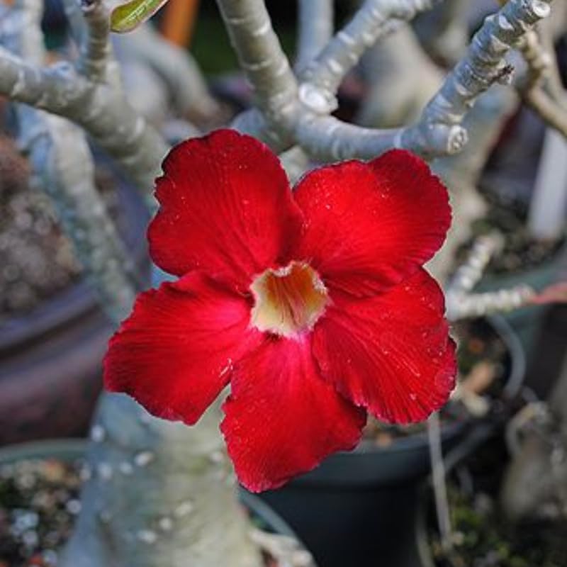Miniatura 4 de Planta de rosa roja del desierto viva, flores de rosas del desierto de Adenium, flores perennes, planta suculenta, floración vibrante, 4 a 7