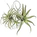 4Pack Artificial Pineapple Grass Air Plants Fake Flowers Faux Succulents Flocking Tillandsia Bromeliads Home Garden Decor,11 Inches