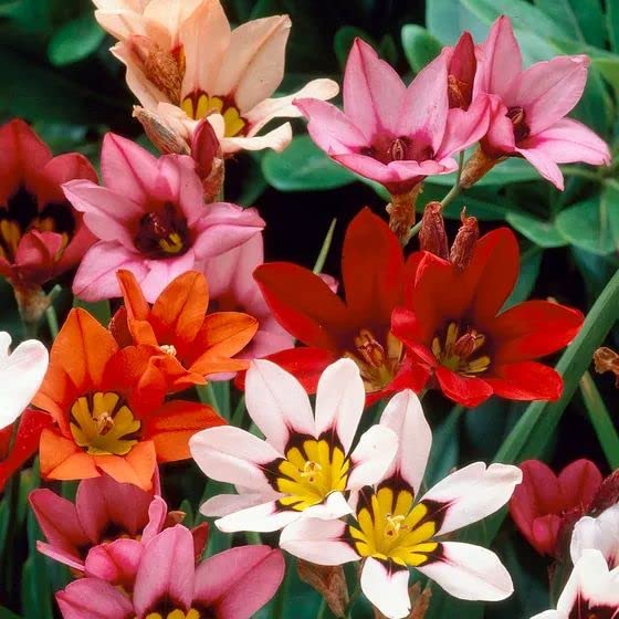 Sparaxis Harlequin Mix Color Flower Bulbs Pack of -6 Bulbs For All Season.