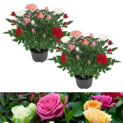 Carbeth Plants - 2 x Real Indoor Rose Plant Quattro Mix - Live Miniature Potted Rose in 10.5cm Pot - Houseplant Perfect for House Warming Present, Birthday and Thank You Gift