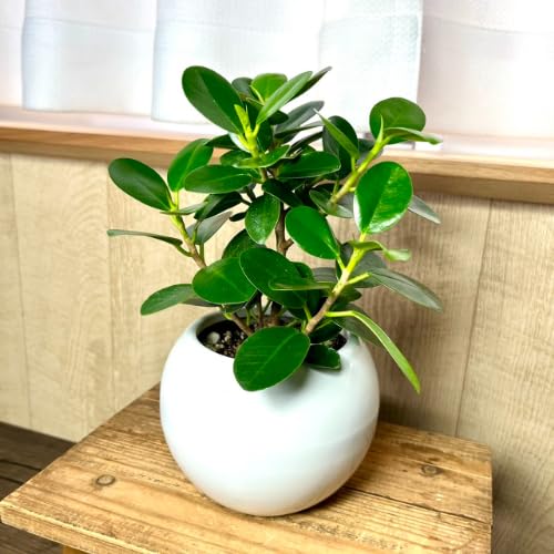 Amazon.co.jp: パンダガジュマル 白い陶器鉢 観葉植物 インテリア