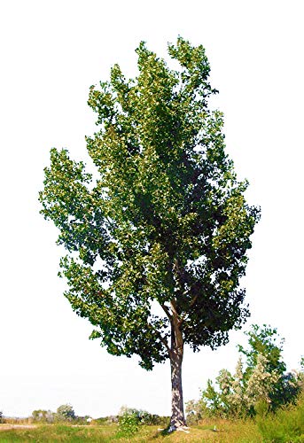 Hybrid Poplar Tree Starts - 3 Pack #TOP1