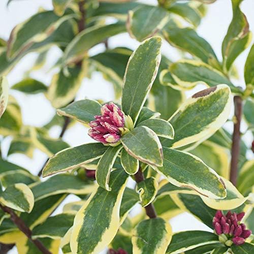 Amazon 沈丁花 苗 ジンチョウゲ 前島 ポット苗 植木