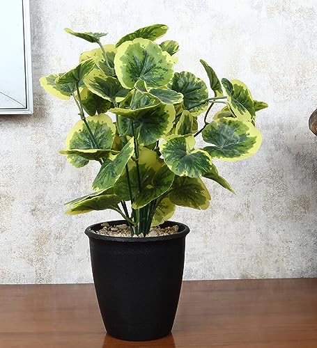 Image of Foliyaj Artificial Poliscias Plant with Black Pot |Plants for Home Decor| Indoor Plants for Living Room
