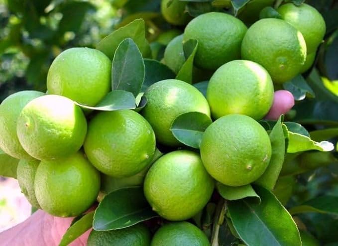 Gorgeous Glory Garden Live All Time Live Thai Lemon Plants Live Hybrid All Season Hybrid Air Layering All Season Thai seedlees Lemon Plant Height 17-20 Cm Pack Of 1 Healthy Plant (B0D4Z8S464) Amazon Price History, Amazon Price Tracker
