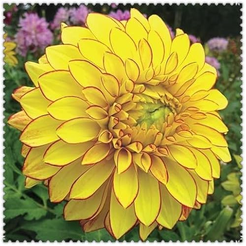 Mehrjährigen Dahlien Rhizom - Robuste Gartenrhizome, Widerstandsfähig und Trockenheitsresistent, Gedeihen in Töpfen-2 Rhizome-A