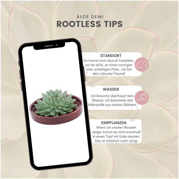 Echeveria Pulidonis Rootless - Suculenta en cuenco de cerámica rojo de 20 cm de diámetro, 5 cm, fácil de limpiar, sin raíces, decoración de mesa y idea de regalo