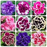 320+Perennial Mixed Petunia Flower Seeds for Planting Outdoor Non-GMO Heirloom