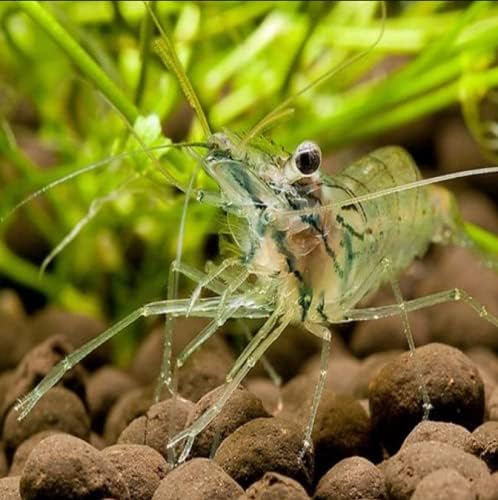 Live Ghost Shrimp 100 Count Bulk Pack for Ponds, Breeders & Large Aquariums Healthy & Hardy