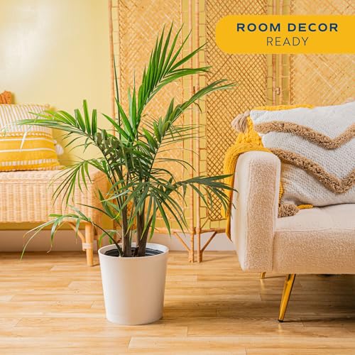 Image of Costa Farms Majesty Palm Live Indoor Tree Plant in Decorative Pot, 3-4 Feet Tall Large Houseplant, Natural Air Purifier Floor Plants for Home Room Decor, Low Maintenance Office Greenery, Pet Friendly