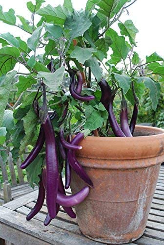 Floriculture Greens Brinjal Long / Eggplant Seeds For Home Gardening Planting (B07MCL6GWQ) Amazon Price History, Amazon Price Tracker