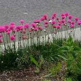 EMPLACEMENT : En plein soleil. La floraison est abondante et la plante reste compacte et agréable.