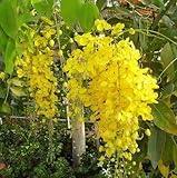 15 Golden Shower Tree Gold Rush Yellow Cassia Fistula Flower Seeds