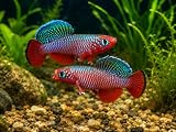 2-Pack Redfin Notho Killifish Live Fish Freshwater Tropical Aquarium