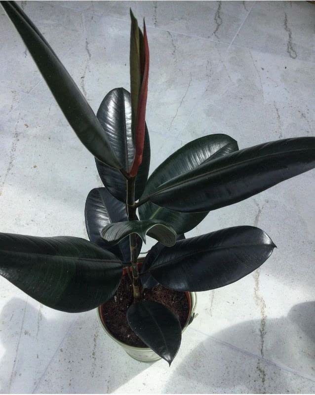 Cloud Farm Live Rubber Plant/Black Prince Rubber Plant for Indoor Home