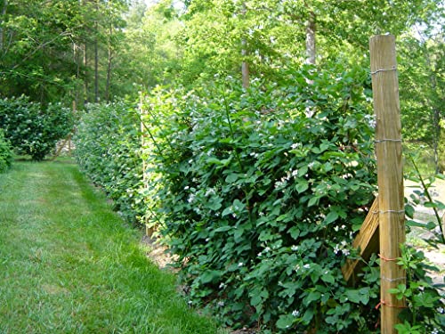 Apache Blackberry Plant - Live Plant In A 2 Inch Pot - Rubus - Fruit Trees For The Patio And Garden #TOP1