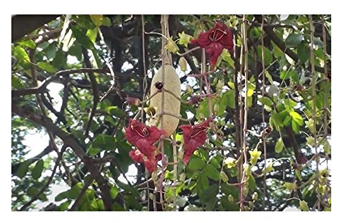 Stk - 10x Kigelia africana Leberwurstbaum Garten Pflanzen - Samen B2140 - Seeds & Plants Shop by Ipsa