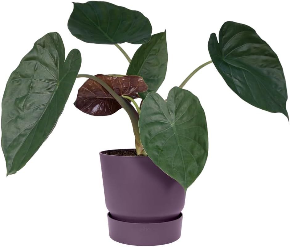 elho Greenville Round 40 - Large Flower Pot with Integrated Water Reservoir - Indoor & Outdoor - 100% Recycled Plastic - Ø 39.0 x H 36.8 cm - Purple/Vintage Plum