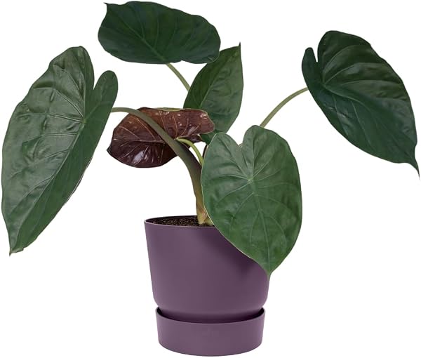 Elho Greenville Rond 20 - Pot De Fleurs avec Un Réservoir d'eau Intégré - Interieur & Extérieur - Plastique 100% Recycle - Ø 19.5 x H 18.4 cm - Violet/Vintage Prune - 3