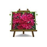  Oleandro (Nerium Oleander) Ciclamino Altezza: 80-100 cm Vaso: 24 cm