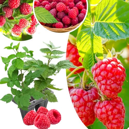 2-Pack Raspberry Plants Live, Raspberry Bushes Live Plants Well-Rooted, 5-9 Inch Tall, Raspberry...