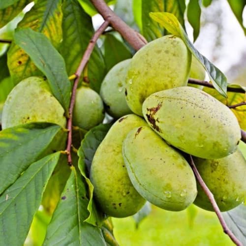 2 Pots Pawpaw Trees Live Plants, 6-12" Bare Roots Paw Paw Seedlin...