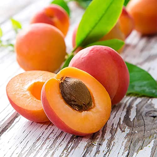 Qauzuy Garden 5 Manchurian Apricot (Prunus Mandshurica) Scout Apricot Seeds, Organic Non-Gmo Heirloom Fruit Seeds, Grow Your Own Tasty Fruit Tree In Garden Outdoor #TOP1