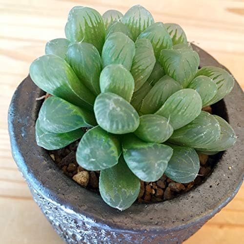 Amazon Co Jp 多肉植物 ハオルチア オブツーサ 陶器鉢 信楽焼鉢 和 サボテン Diy 工具 ガーデン