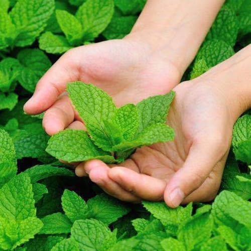 semillas de melisa orgánicas - Hierbas de cocina, plantas de balcón bálsamo de limón semillas de flores silvestres perennes resistentes plantas resistentes para el jardín flores balcón 200pcs