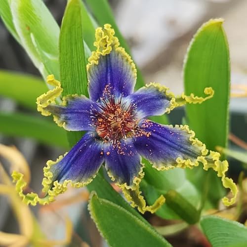 Comprar bulbos de iris, bulbos de flores de verano Bulbos de iris, plantas de jardín de rocas Plantas en maceta resistentes al aire libre bulbos de floración temprana invernaderos de 2pcs