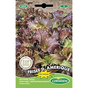 Germisem Frisee D’Amerique Sla Zaden 5 g