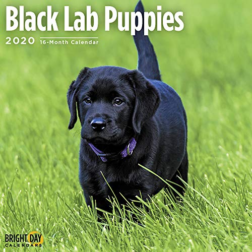 2020 Black Lab Puppies Wall Calendar by Bright Day, 16 Month 12 x 12 Inch, Cute Dogs Puppy Animals Labrador Retrievers Canines