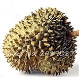  10 Semillas PC Durian delicioso King of Tropical saludable Árboles frutales plantas de jardín gigante Bonsái no GMO alta nutrición 7