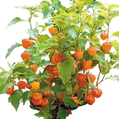 See full amazon price history chart for MANISHAS DAFFODILS CAPE GOOSE BERRY/GOLDEN BERRY/PERUVIAN-GROUND-CHERRY/RASBHARI PLANT MANISHAS DAFFODILS CAPE GOOSE BERRY/GOLDEN BERRY/PERUVIAN-GROUND-CHERRY/RASBHARI PLANT (B0BNNXL2ZQ) Amazon Price History, Amazon Price Tracker