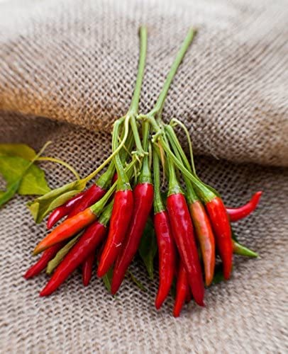 VibeX Chilli Pepper - Thai Dragon Seeds-300 Seeds (B0B9Y15KM8) Amazon Price History, Amazon Price Tracker