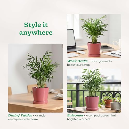 Image of UGAOO Table Top Ceramic Pot |Indoor Ceramic Planter for Home, Office, Garden, Balcony - White (4 Inch)