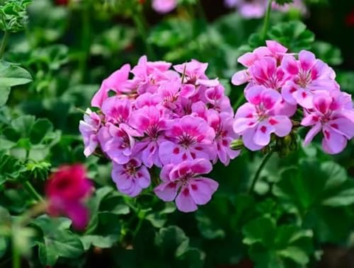 150 Mixed Geranium Garden Flower Seeds For Planting In Pots/Outdoor Perennial #TOP7