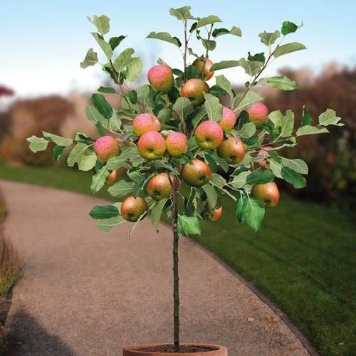 M-Tech Gardens Rare Dwarf Apple Fruit Seeds for Growing (10 Seeds Pack)-picture-28