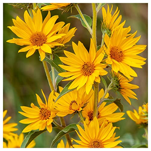 Everwilde Farms - 800 Maximilian's Sunflower Native Wildflower Seeds - Gold Vault Jumbo Seed Packet #TOP2
