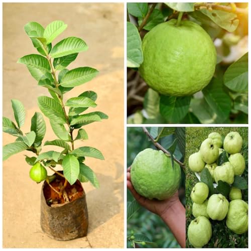 Image of Guava Sardar Lucknow-49 L-49 Amrood Variety Fruit (Air Layering /Grafted) Plants & Tree(1.5-3 Feet Size),CF SG29