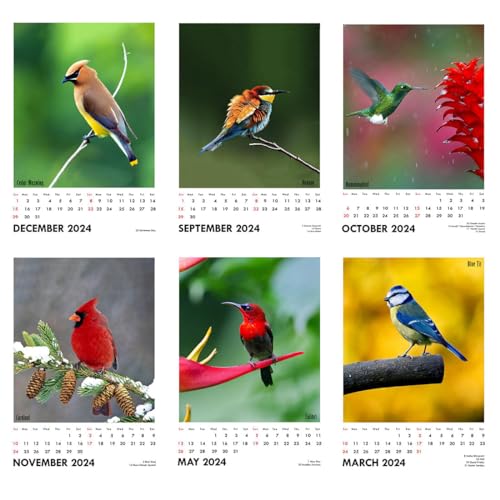 Image of Tallenge - Winged Beauties - 2024 Desk Calendar - 6 x 9 Inches for Home & Office (Paper, Desk Calendar)