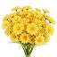 Yellow Daisy