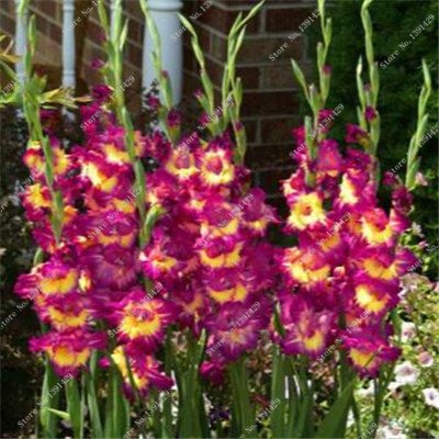 VENDITA 10 pc/sacchetto Semi di perenne Fiore gladiolo, aerobici in Vaso semi rari Giglio di spada molto Bello Per la casa Giardino Piantare 14