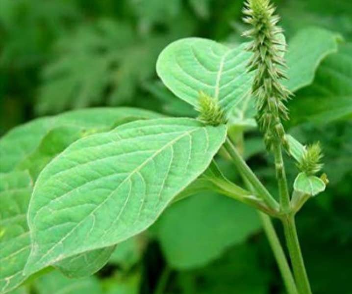 Very Rare Apamarga - Chirachiata - Prickly Chaff - Apamarga - Achyranthes Aspera - Apamarg live plant- Nazhurivi live plant - 1 No (B0B1V7X3RJ) Amazon Price History, Amazon Price Tracker