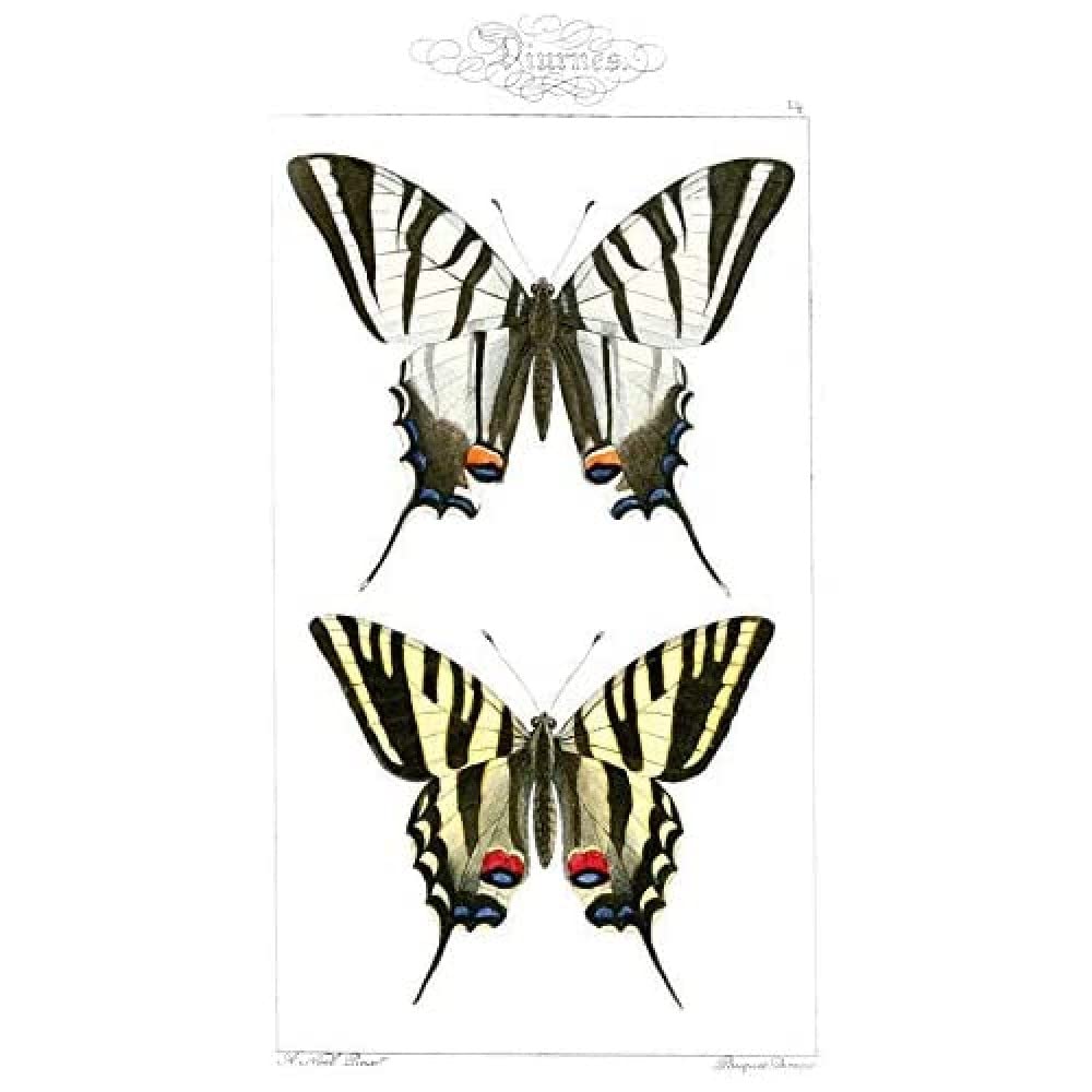 Wee Blue Coo Butterflies Tiger Art Print Canvas Premium Wall Decor Poster