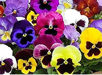 OL Seeds - Pansy Mix Flower Seeds - Pack of 70-80 Seeds (B0BV3DRHR7) Amazon Price History, Amazon Price Tracker